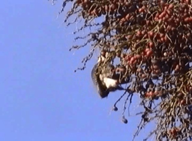 Golden-fronted Woodpecker (Velasquez's) - ML201065371