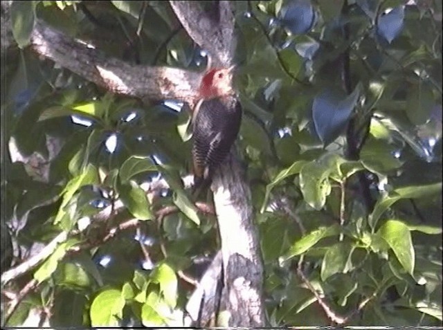 Golden-fronted Woodpecker (Velasquez's) - ML201066441
