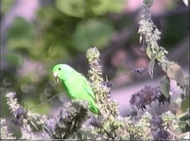 Yeşil Sokumlu Serçe Papağanı - ML201066641