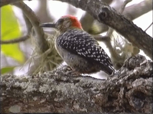 Red-crowned Woodpecker - ML201066731