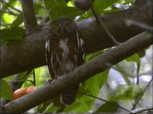 Asian Barred Owlet - ML201066931