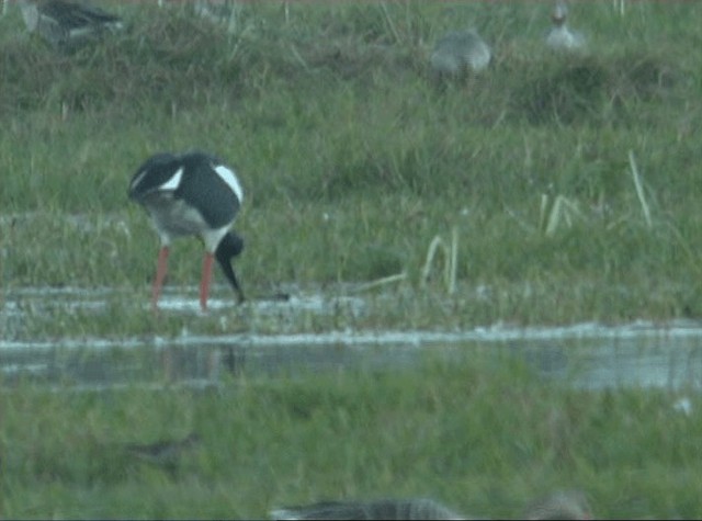 Black-necked Stork - ML201066981