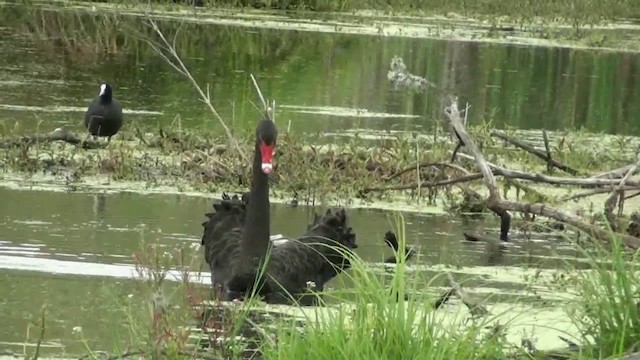 Black Swan - ML201067111