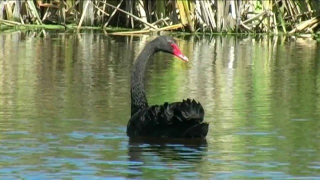 Black Swan - ML201067391