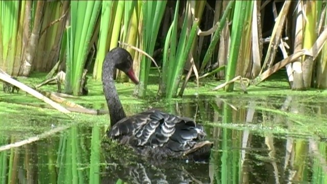 Black Swan - ML201067401