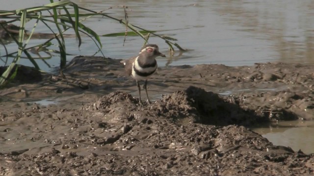 Three-banded Plover (African) - ML201067821