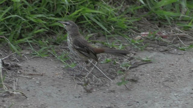 Red-backed Scrub-Robin (Red-backed) - ML201067861