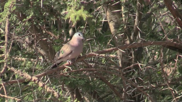 Emerald-spotted Wood-Dove - ML201067911