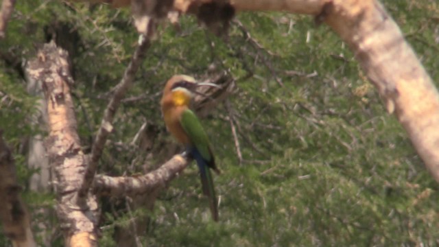 White-fronted Bee-eater - ML201067991
