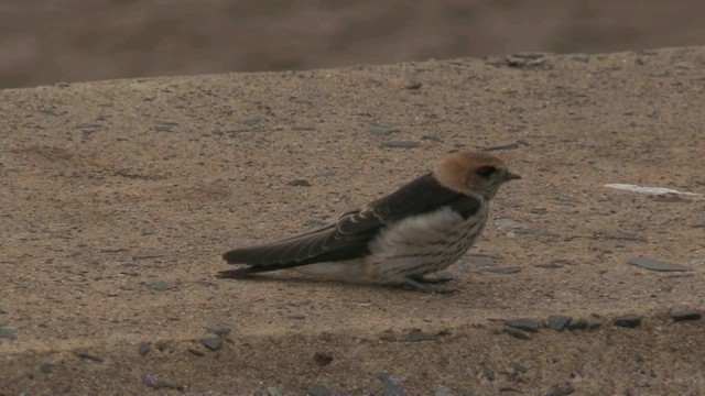 Greater Striped Swallow - ML201068011