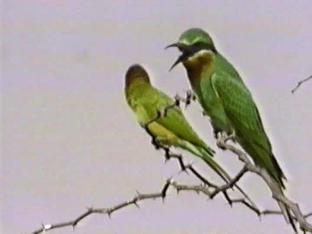 Blue-tailed Bee-eater - ML201068161