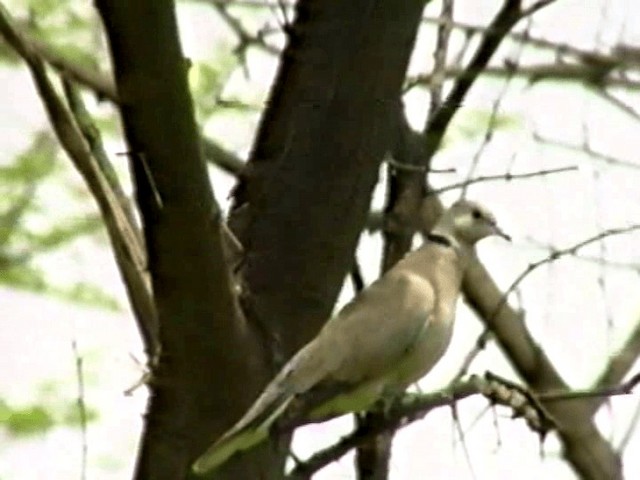 Eurasian Collared-Dove - ML201068201