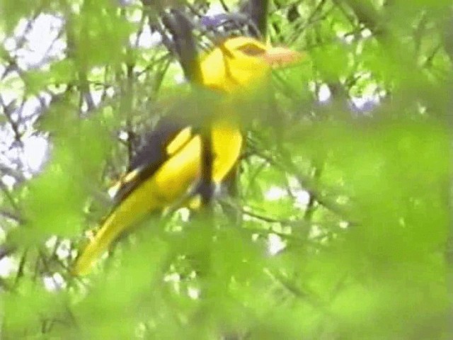 Indian Golden Oriole - ML201068231