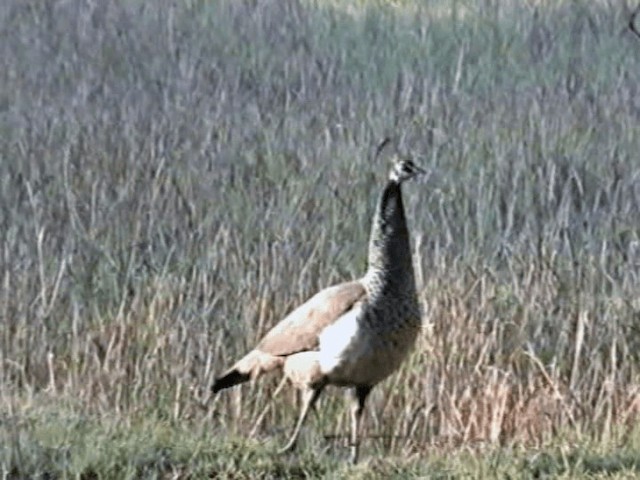 Indian Peafowl - ML201068391