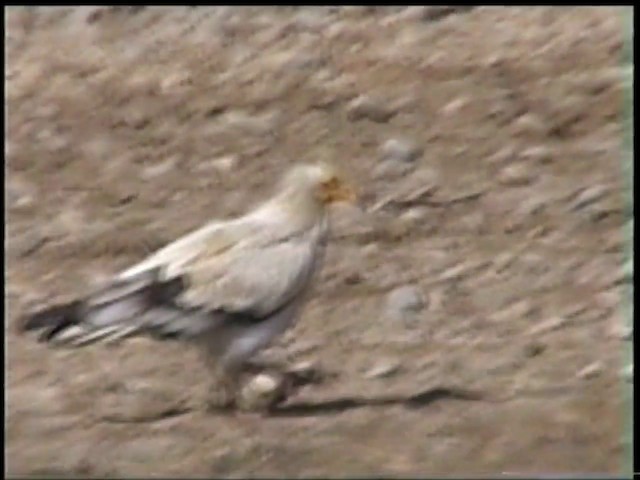 Egyptian Vulture - ML201068991