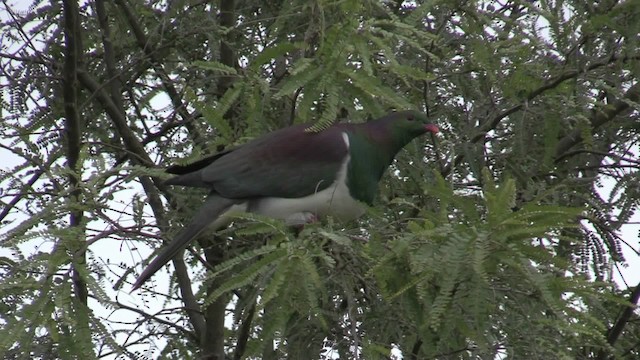 New Zealand Pigeon (New Zealand) - ML201069271