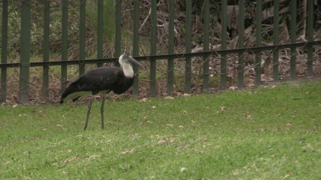 African Woolly-necked Stork - ML201069561