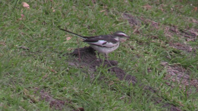 African Pied Wagtail - ML201069581