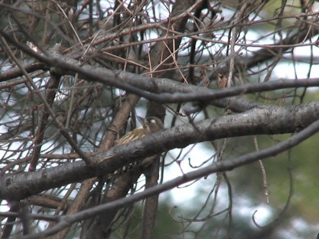 Japanese Pygmy Woodpecker - ML201069921