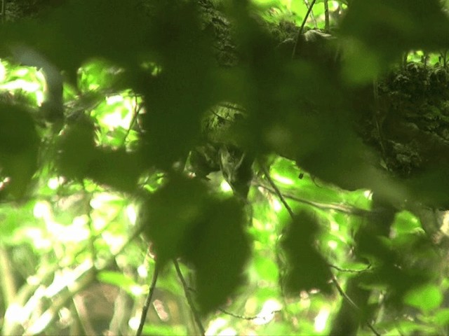 Japanese Pygmy Woodpecker - ML201070051