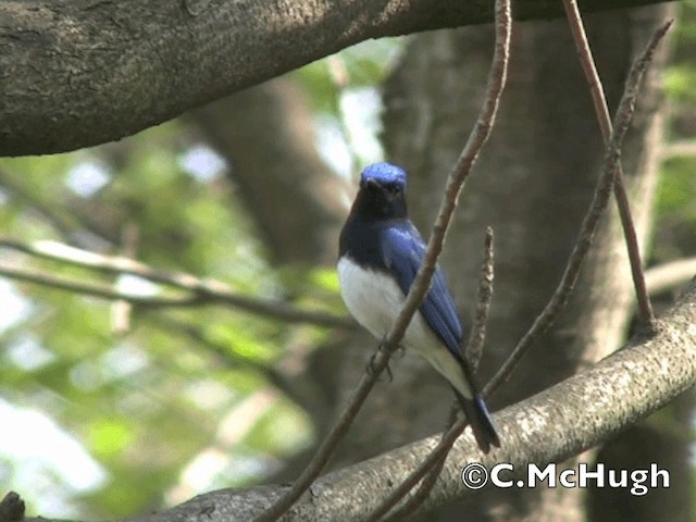 Blue-and-white Flycatcher - ML201070271