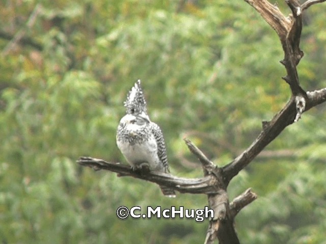 Crested Kingfisher - ML201070321