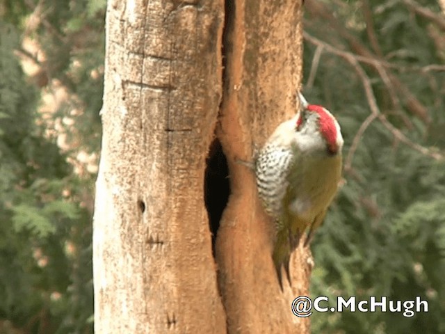 Japanese Woodpecker - ML201070371