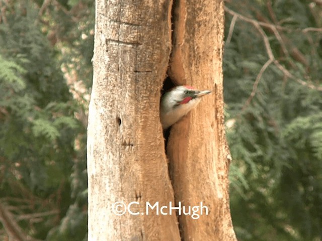 Japanese Woodpecker - ML201070391