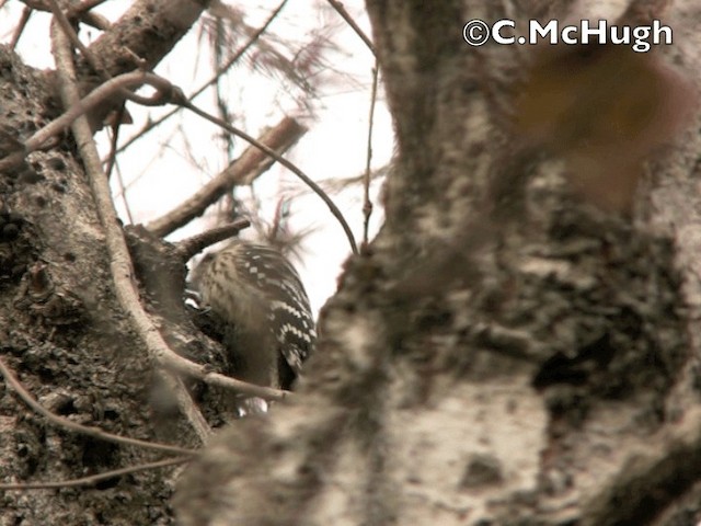 Japanese Pygmy Woodpecker - ML201070431
