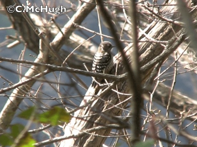 Japanese Pygmy Woodpecker - ML201070471