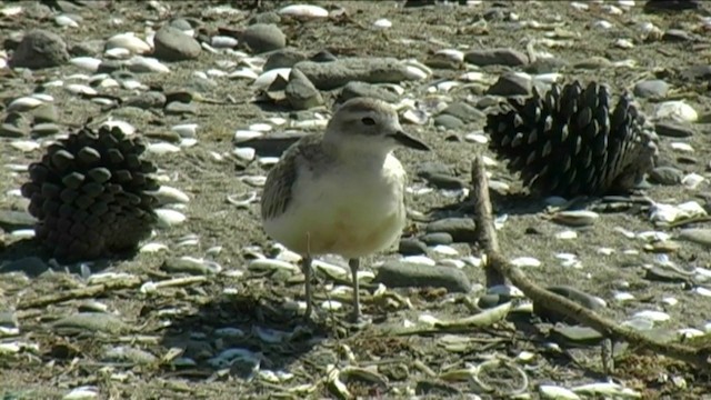 Red-breasted Dotterel (Northern) - ML201070561