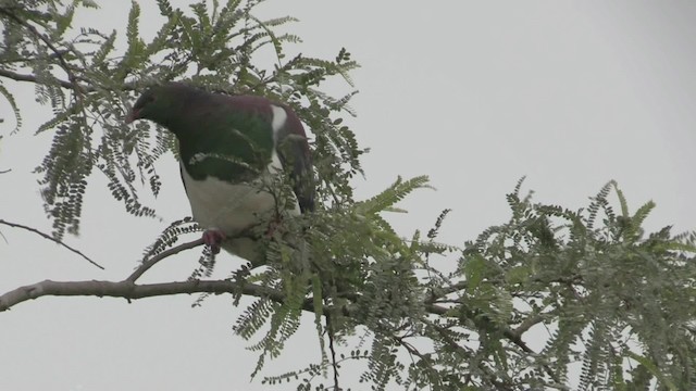 Маорийский плодовый голубь (novaeseelandiae) - ML201070911