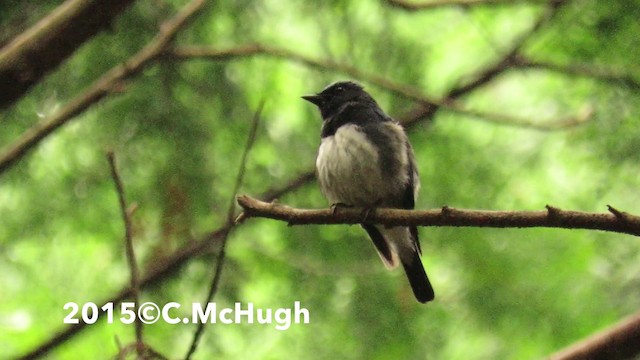 Blue-and-white Flycatcher - ML201071581