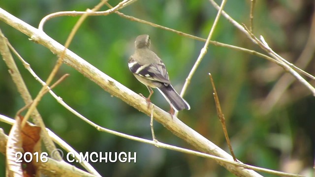 Forest Wagtail - ML201071631
