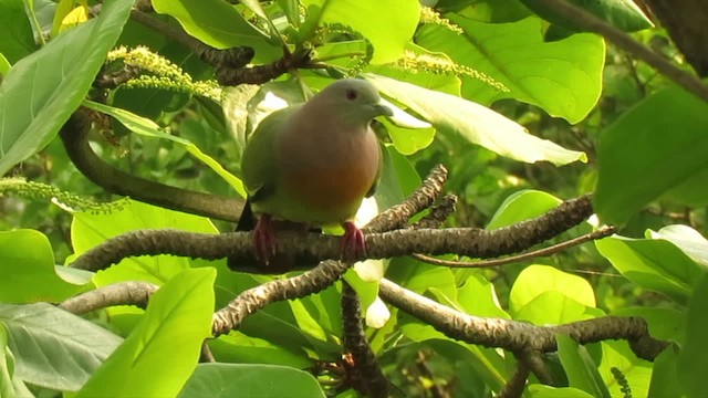 Pink-necked Green-Pigeon - ML201071771