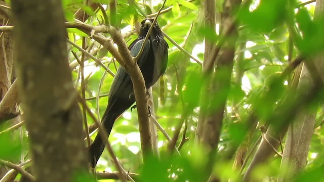 Square-tailed Drongo-Cuckoo - ML201071831