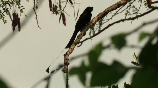 Greater Racket-tailed Drongo - ML201071871