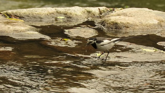 White Wagtail (Black-backed) - ML201072011