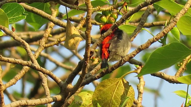 Scarlet-backed Flowerpecker - ML201072121
