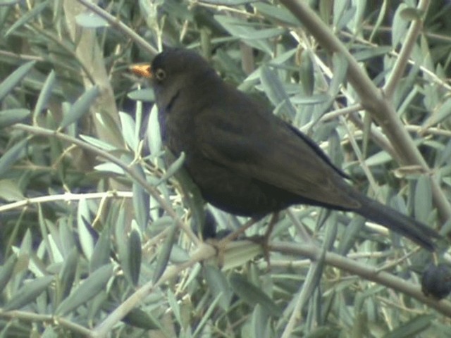 Eurasian Blackbird - ML201072471