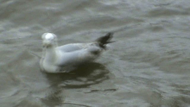 Herring Gull (European) - ML201072531