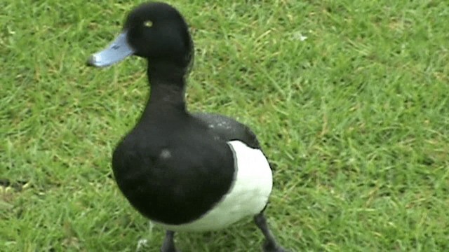 Tufted Duck - ML201072581