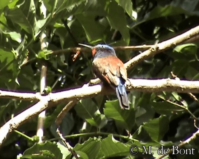 Blue-headed Bee-eater - ML201073131