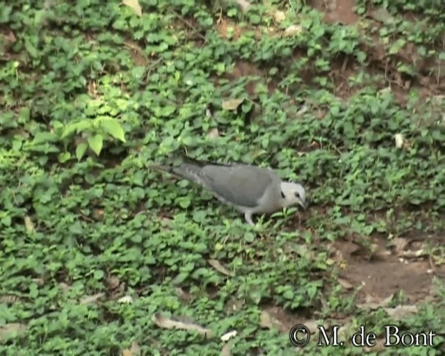 Red-eyed Dove - ML201073251
