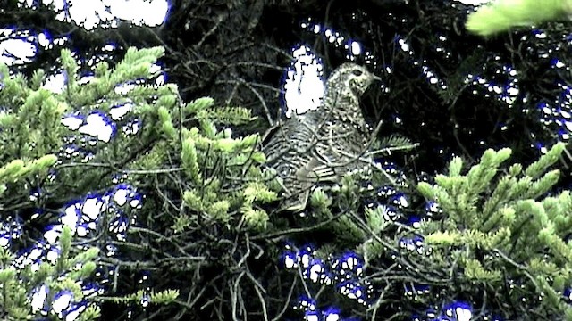 Spruce Grouse (Spruce) - ML201073421