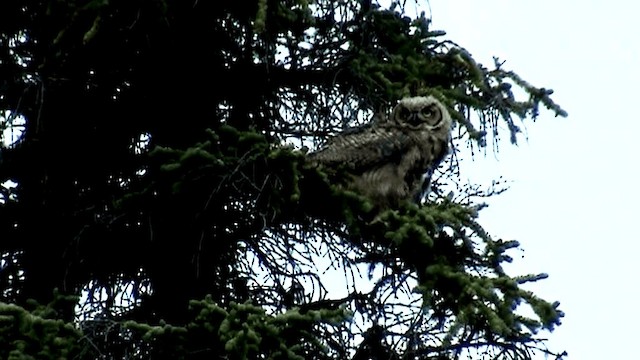 Great Horned Owl - ML201073451