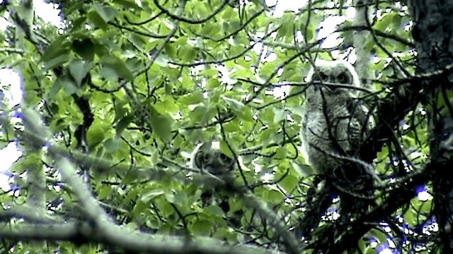 Great Horned Owl - ML201073461