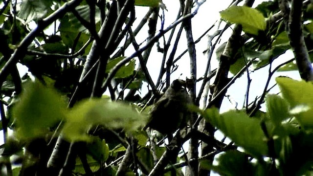 Golden-crowned Sparrow - ML201073671