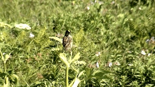 Golden-crowned Sparrow - ML201073711