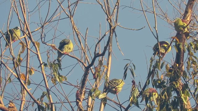 Thick-billed Green-Pigeon - ML201074101